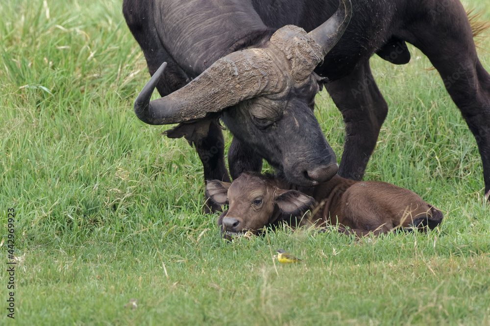 Cape buffalo with baby Ngorongoro Crater Tanzania Africa Cape buffalo with baby Ngorongoro Crater Tanzania Africa