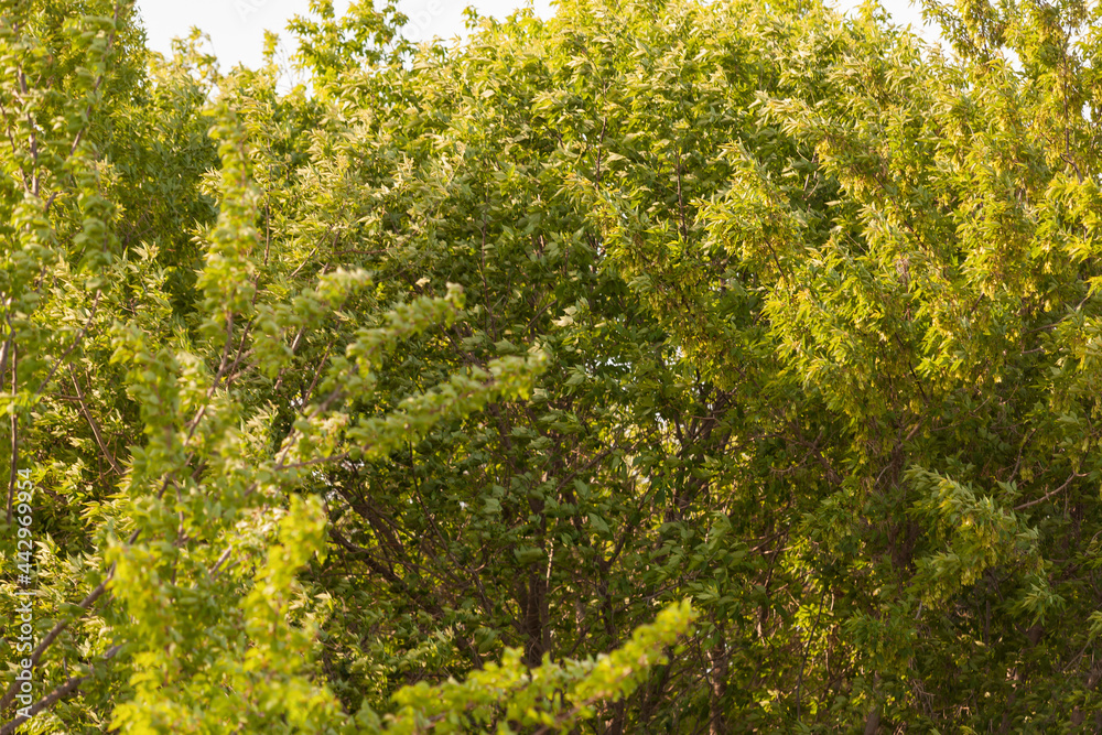 Fototapeta premium Landscape with American maple trees in a strong gusty wind. Selective focus.