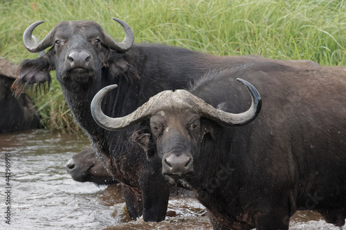 Cape buffalo bathing in watering hole Tanzania Africa