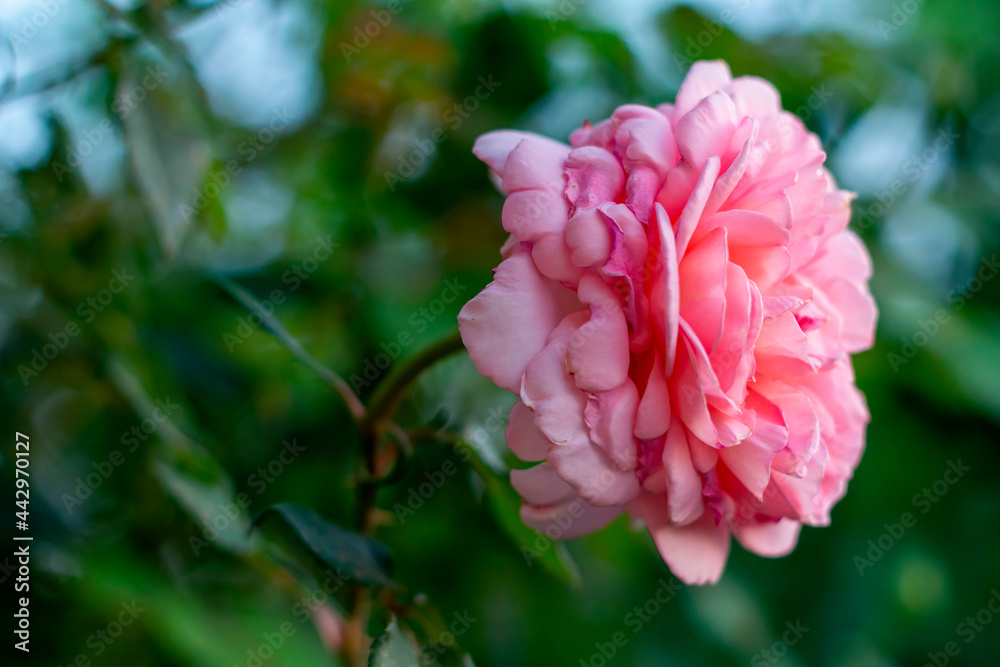 Fototapeta premium pink rose petals in the center of the frame with a blurred background