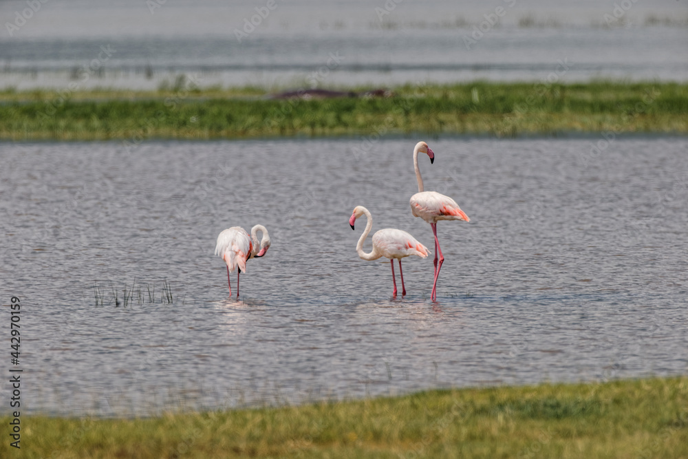 Fototapeta premium Lesser flamingo Ngorongoro Crater Tanzania Africa