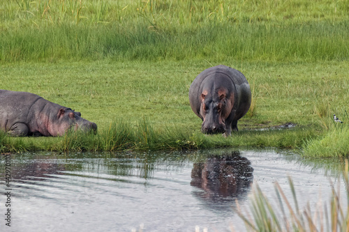 Hippopotamus Ngorongoro Crater Tanzania Africa