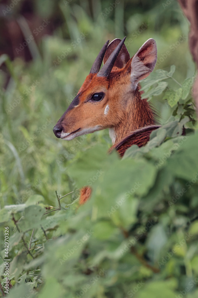 Obraz premium Cape Bushbuck Ngorongoro Crater Tanzania Africa