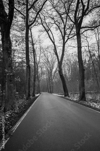 black and white road in the woods 