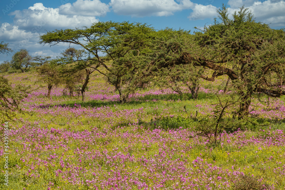Purple phlox flowers beneath acacia trees Ngorongoro Conservation Area Tanzania Africa Purple phlox flowers beneath acacia trees Ngorongoro Conservation Area Tanzania Africa