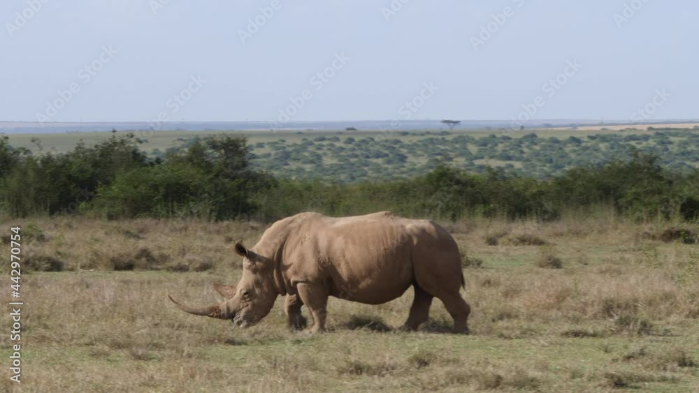 Rhinozeros with long horn grazing in sanctuary, kenya Rhinozeros with long horn grazing in sanctuary, kenya