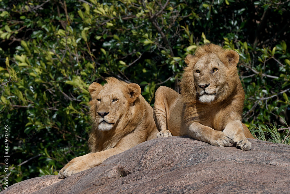 Adult male lions resting on rocky outcropping Serengeti National Park Tanzania Africa Adult male lions resting on rocky outcropping Serengeti National Park Tanzania Africa