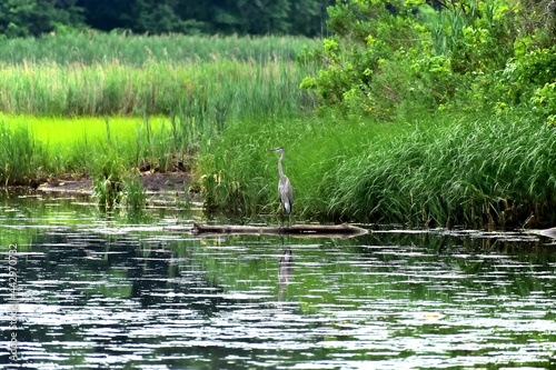 Great blue Heron