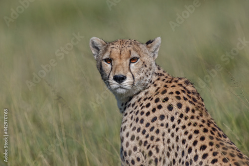 Cheetah in Serengeti National Park © Danita Delimont