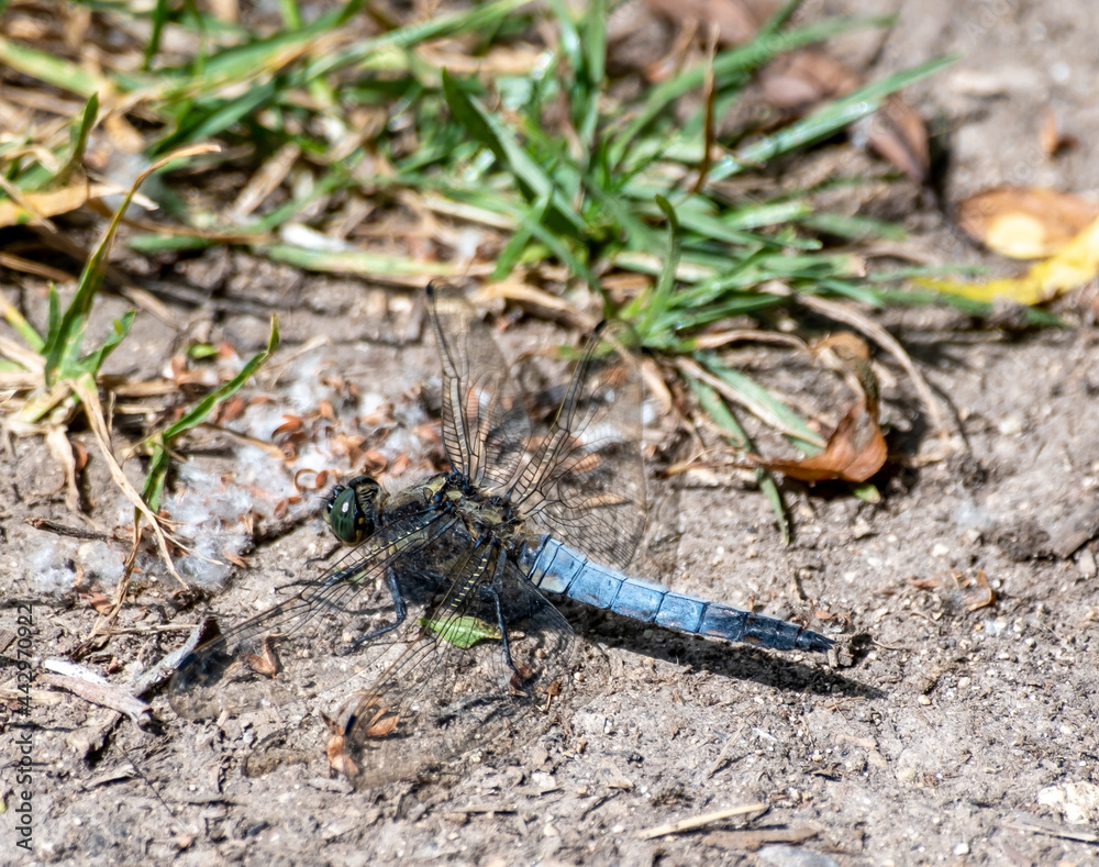 Close up of dragonfly on the floor with an out of focus background Close up of dragonfly on the floor with an out of focus background