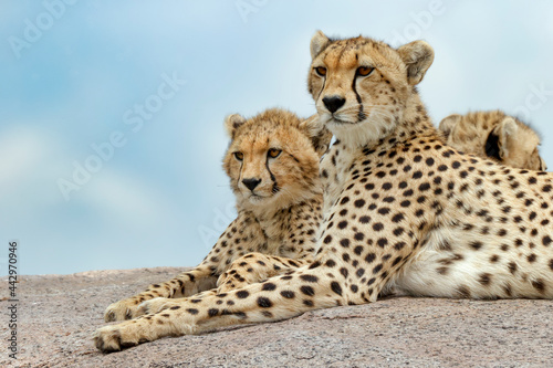 Female cheetah with five large cubs on kopje Serengeti National Park Tanzania Africa
