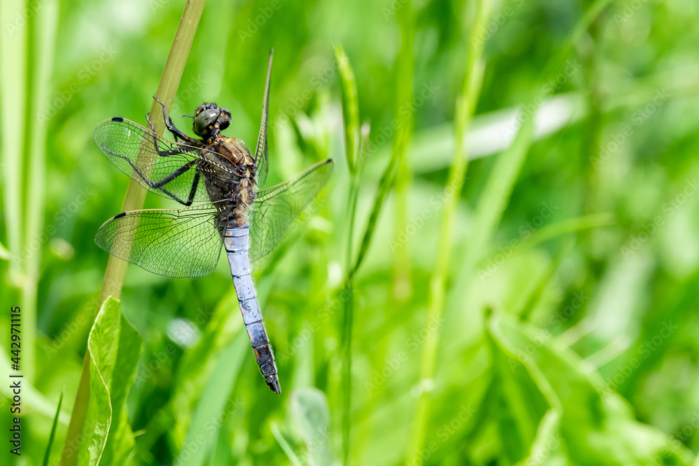 Close up of dragonfly on vegetation with an out of focus background Close up of dragonfly on vegetation with an out of focus background