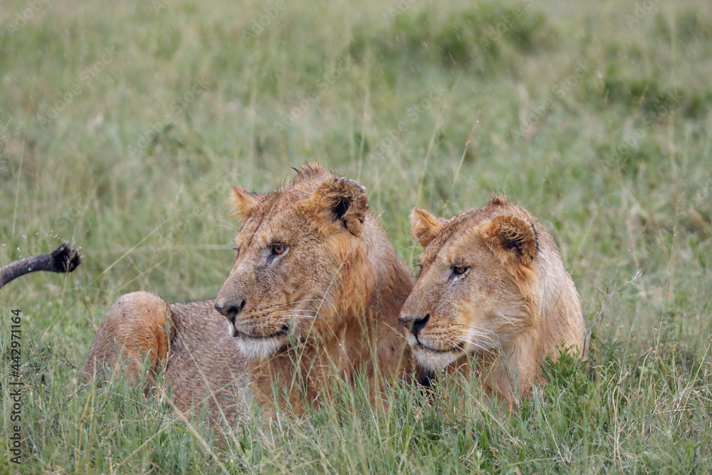 Naklejka premium Lions in the rain on the plains Serengeti National Park Tanzania Africa