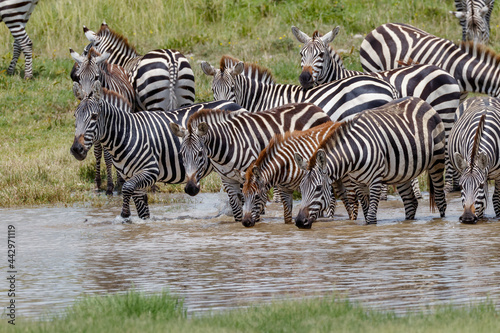 Burchell s Zebra at watering hole Serengeti National Park Tanzania Africa