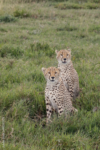 Cheetah Serengeti National Park Tanzania Africa