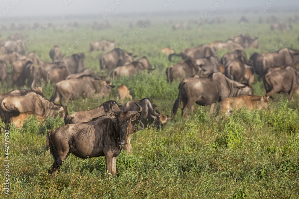 Wildebeest migration in heavy fog Serengeti National Park Tanzania Africa Wildebeest migration in heavy fog Serengeti National Park Tanzania Africa