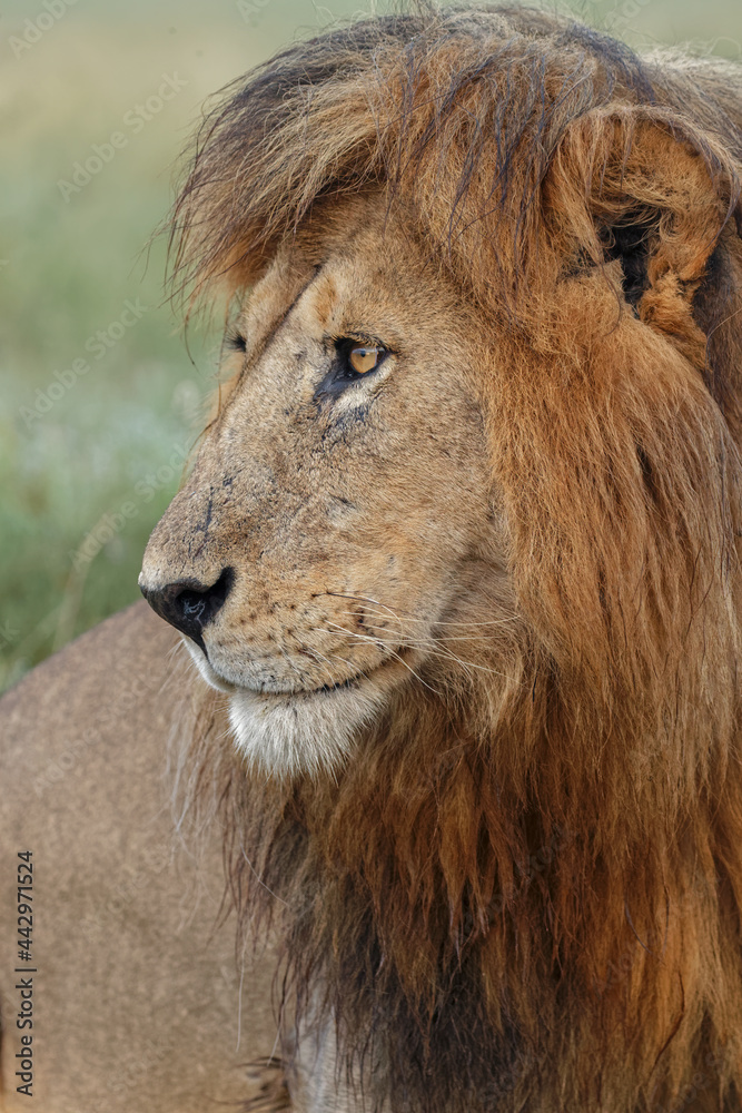 Adult black maned lion Serengeti National Park Tanzania leo Adult black maned lion Serengeti National Park Tanzania leo