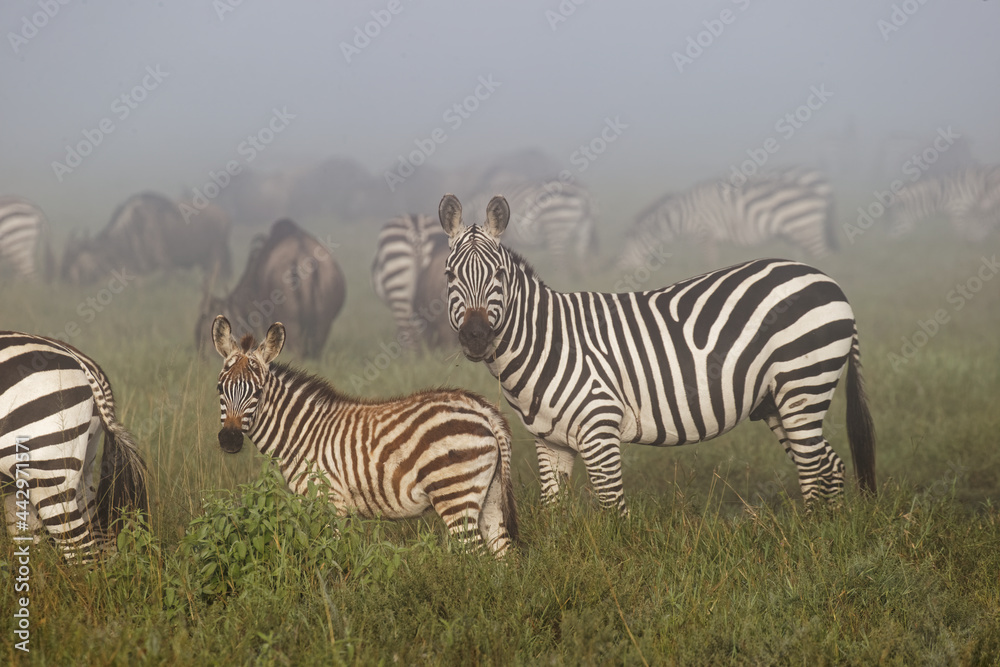 Fototapeta premium Baby Burchell's Zebra on foggy morning during migration with wildebeest Serengeti National Park Tanzania Africa
