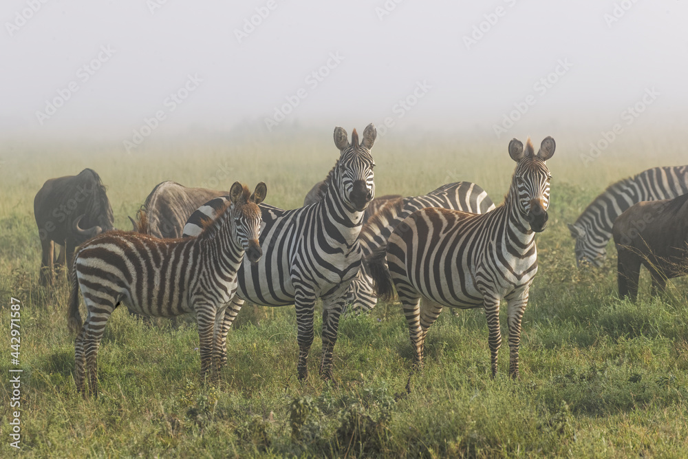 Fototapeta premium Burchell's Zebra on foggy morning during migration with wildebeest Serengeti National Park Tanzania Africa
