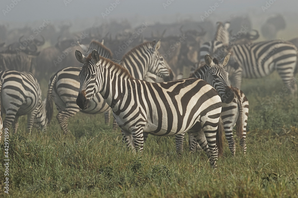 Burchell's Zebra on foggy morning during migration with wildebeest Serengeti National Park Tanzania Africa Burchell's Zebra on foggy morning during migration with wildebeest Serengeti National Park Tanzania Africa