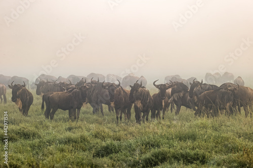 Large wildebeest herd on foggy morning during migration Serengeti National Park Tanzania Africa