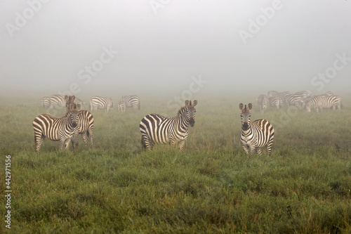 Burchell s Zebra on foggy morning during migration with wildebeest Serengeti National Park Tanzania Africa