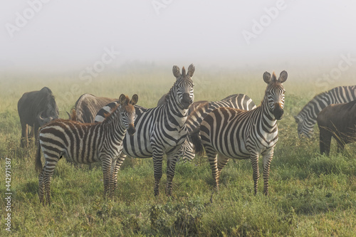 Burchell s Zebra on foggy morning during migration with wildebeest Serengeti National Park Tanzania Africa