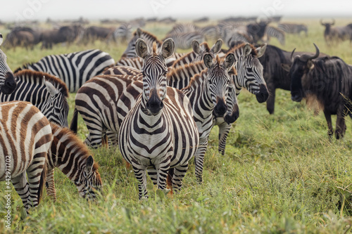 Burchell s Zebra on foggy morning during migration with wildebeest Serengeti National Park Tanzania Africa