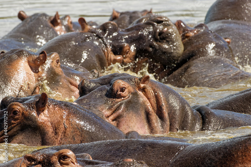 Hippopotamus Serengeti National Park Tanzania Africa