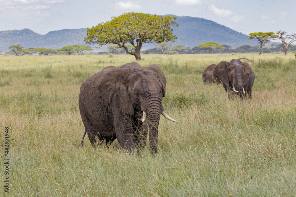 Elephant Serengeti National Park Tanzania Africa Elephant Serengeti National Park Tanzania Africa