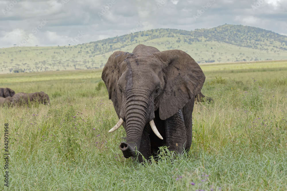 Naklejka premium Elephant Serengeti National Park Tanzania Africa