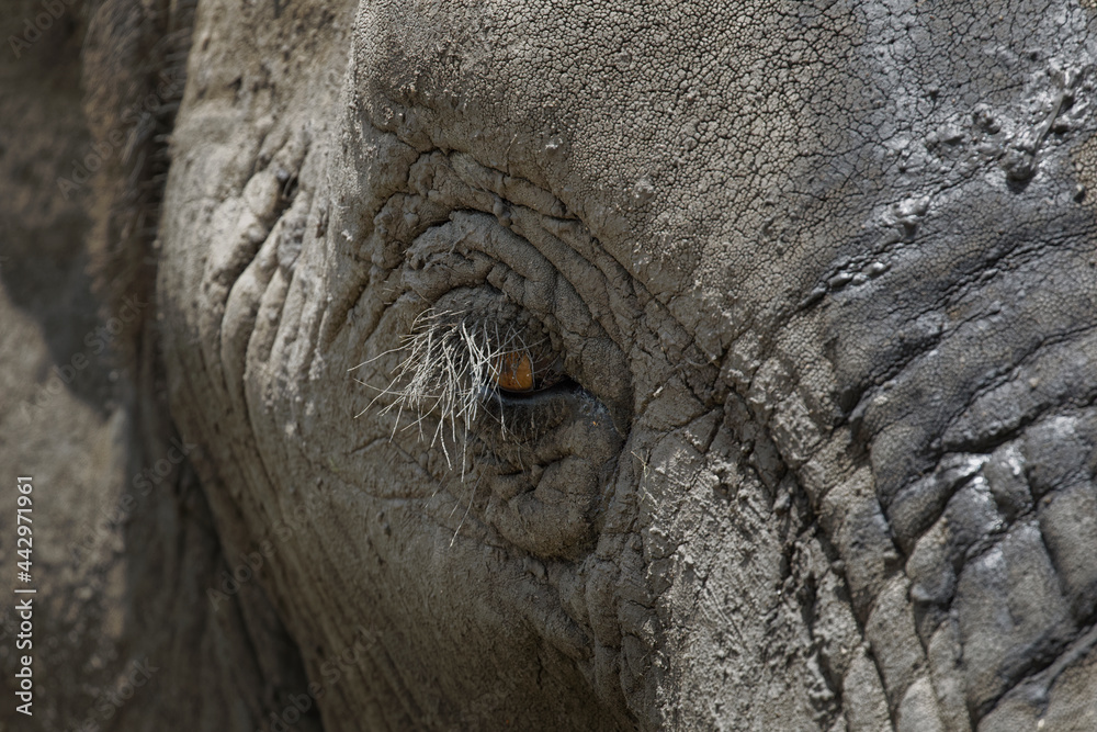 Fototapeta premium Close-up portrait of elephant Serengeti National Park Tanzania Africa