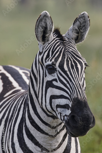 Burchell s Zebra Portrait Serengeti National Park Tanzania Africa