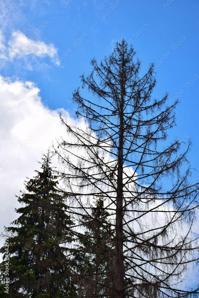 Against the background of a bright blue sky with white clouds, a lifeless tall spruce with bare branches