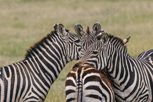 Burchell s Zebras resting heads on each other Serengeti National Park Tanzania Africa
