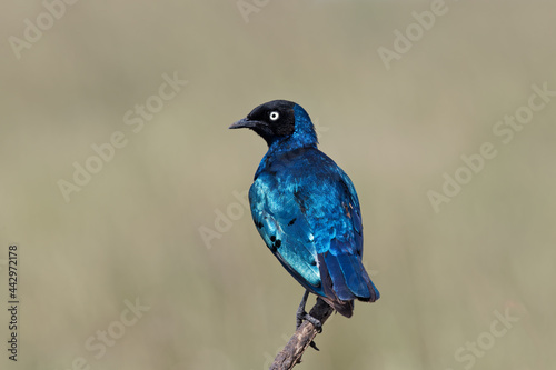 Canvas Print Superb starling Serengeti National Park Tanzania Africa