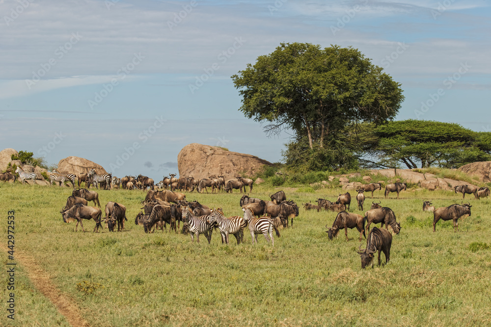Wildebeest herd and Burchell's zebras during migration Serengeti National Park Tanzania Africa