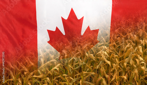 Canada Nutrition Concept Corn field with fabric Flag