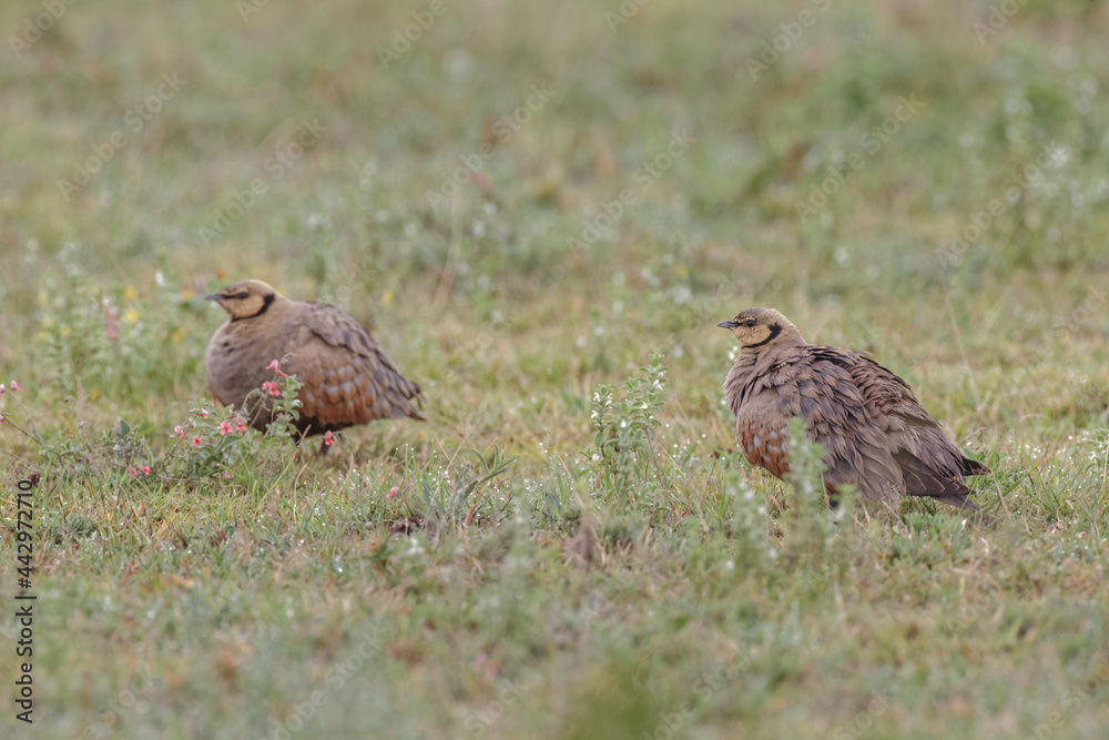 Sand Grouse Serengeti National Park Tanzania Africa Sand Grouse Serengeti National Park Tanzania Africa