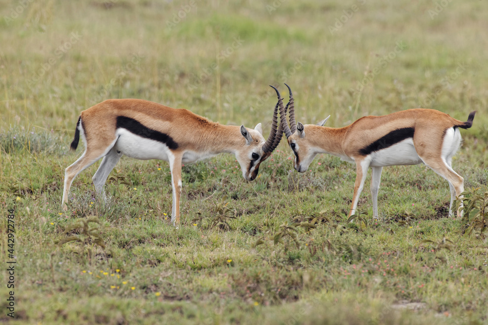 Male Thomson's gazelles sparring for female Serengeti National Park Tanzania Africa Male Thomson's gazelles sparring for female Serengeti National Park Tanzania Africa