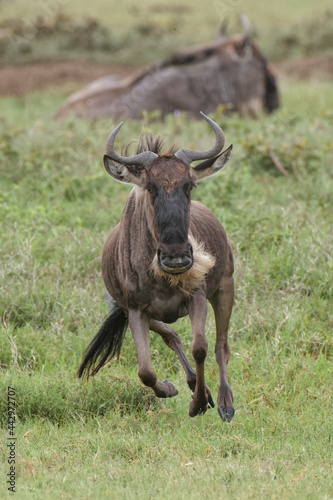 Male wildebeest chasing a female during spring migration Serengeti National Park Tanzania Africa