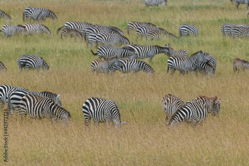 Large herd of Burchell s Zebra grazing in tall grass Serengeti National Park Tanzania Africa