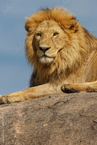 Adult male lion on kopje Serengeti National Park Tanzania Africa photo