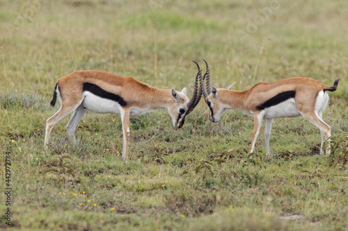 Male Thomson's gazelles sparring for female Serengeti National Park Tanzania Africa