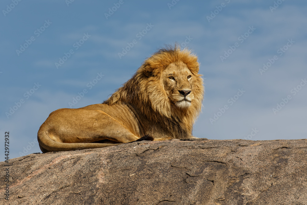 Obraz premium Adult male lion on top of kopje Serengeti National Park Tanzania Africa