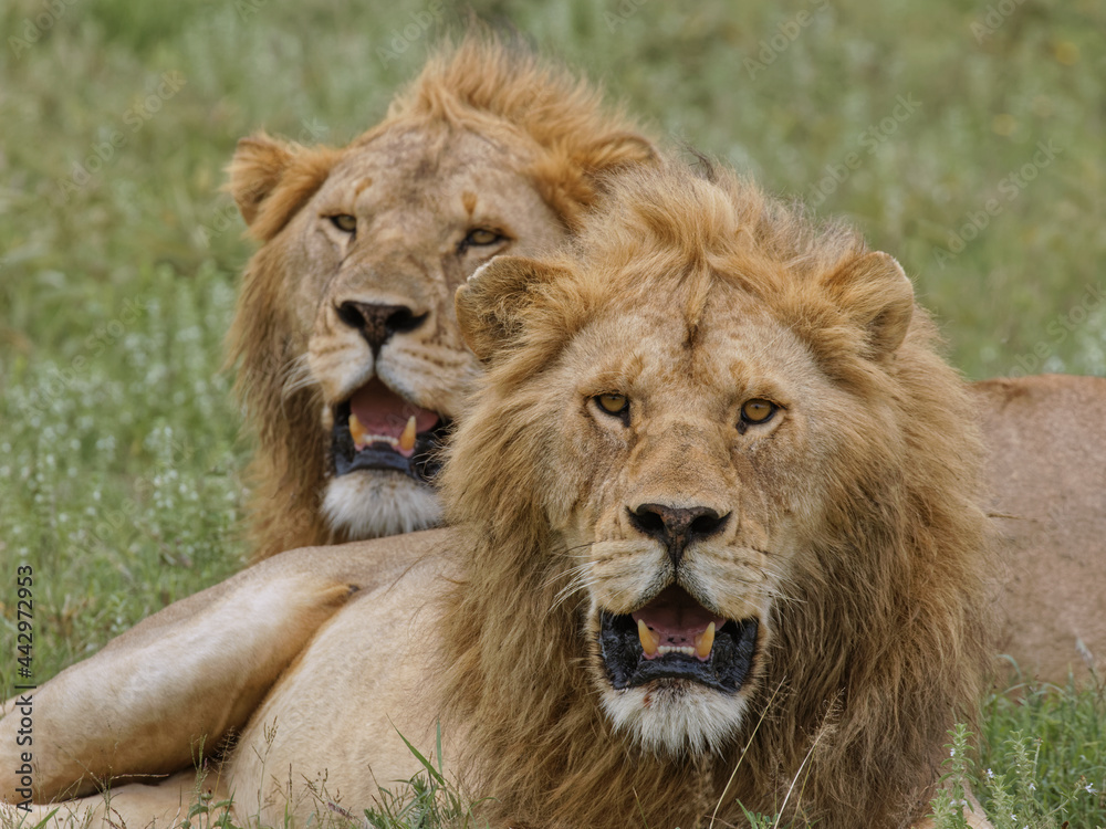 Adult male lions resting on savanna Serengeti National Park Tanzania Africa Adult male lions resting on savanna Serengeti National Park Tanzania Africa