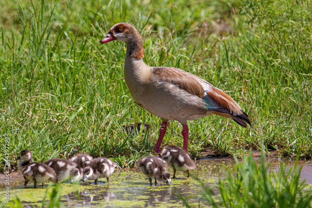 Africa Tanzania Ngorongoro Crater Egyptian Goose and goslings Africa Tanzania Ngorongoro Crater Egyptian Goose and goslings