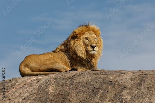 Adult male lion on top of kopje Serengeti National Park Tanzania Africa