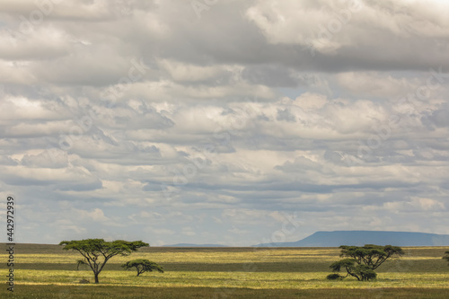Acacia trees Serengeti National Park Tanzania Africa