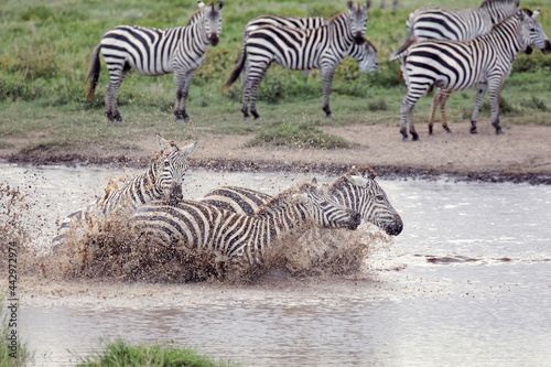 Large herd of Burchell's zebras running through watering hole Serengeti National Park Tanzania Africa